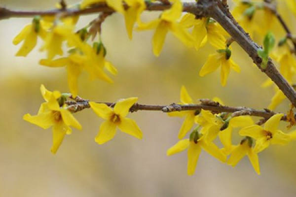 Forsythia flower
