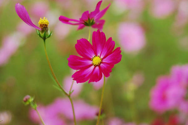 Breed method of cosmos