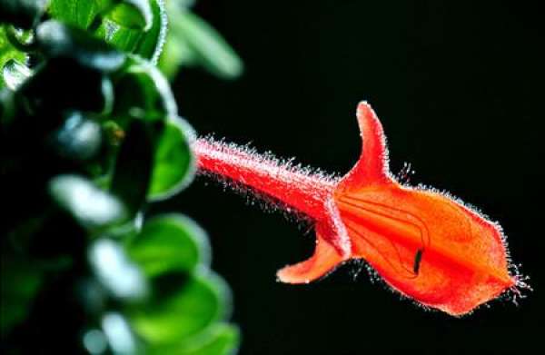 culture method of whale flower