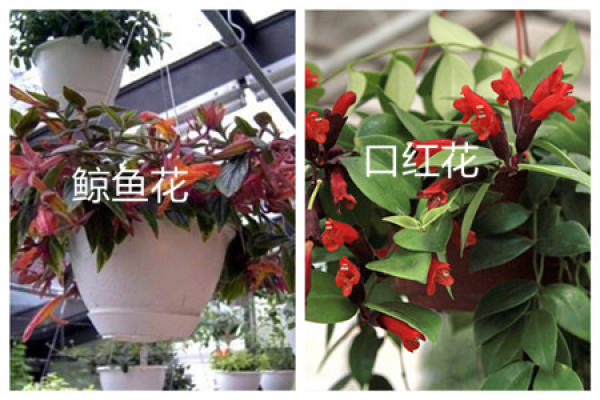 The resemblance between the whale flower and the lipstick flower
