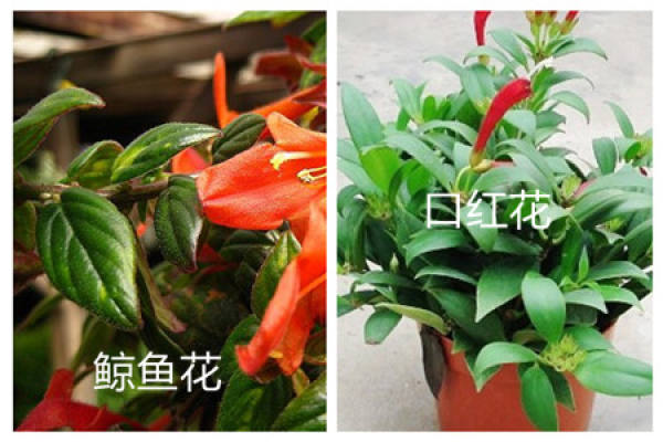 The resemblance between the whale flower and the lipstick flower