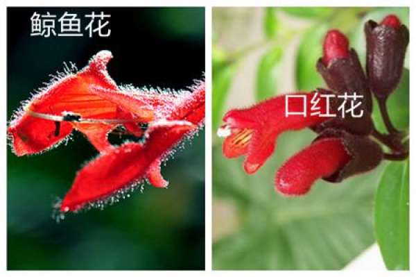 similarities between the whale flower and the saffron