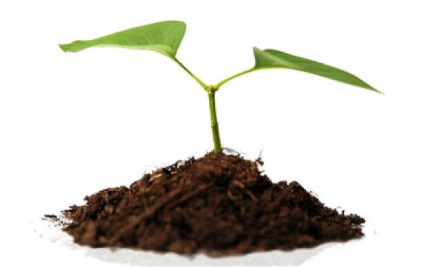 Determine the acidity or alkalinity of soil