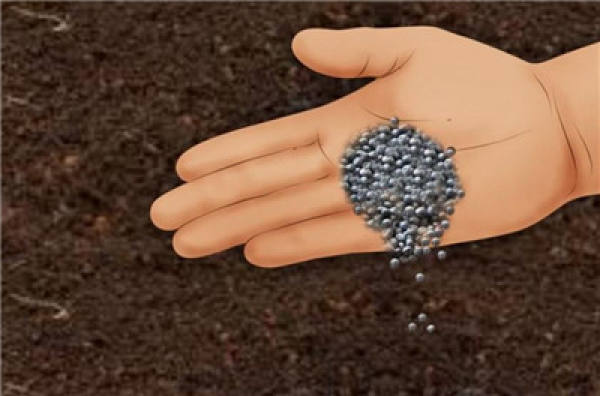 determine the pH of the soil