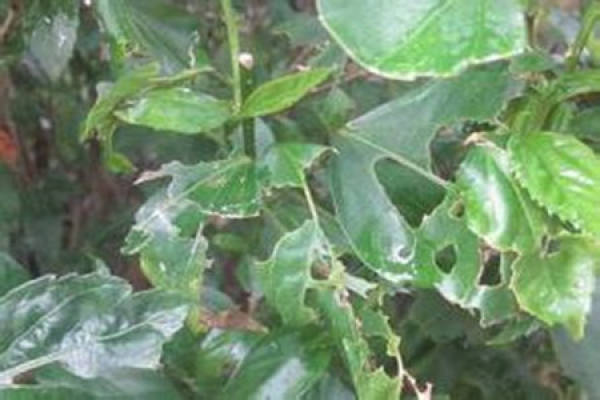 Forsythia leaf spot