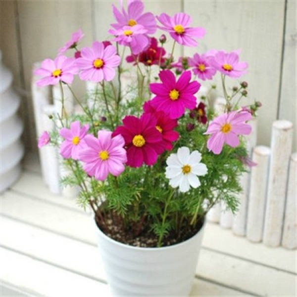 How do cosmos breed?
