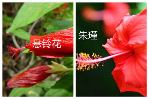 The Difference between Platanus orientalis and Zhu Jin