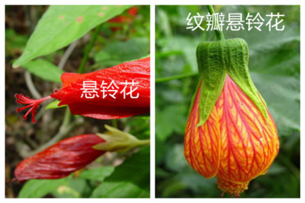 difference between Platanus and Zhu Jin