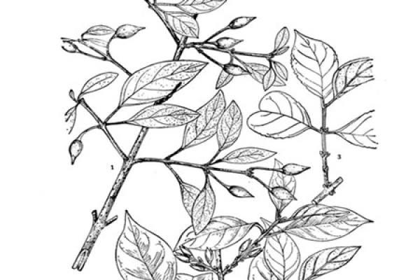 Forsythia suspense