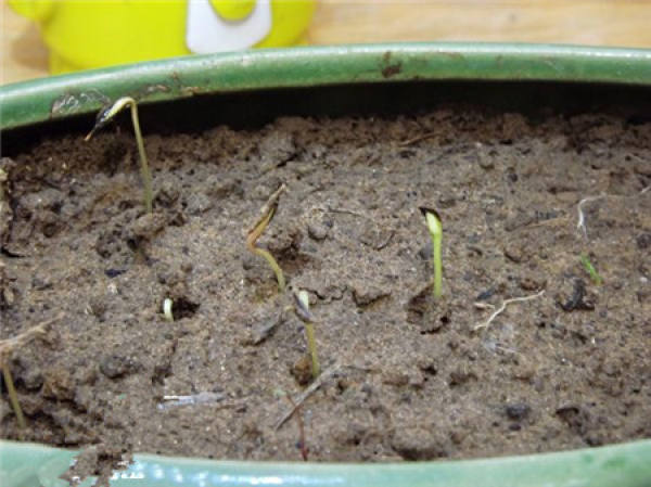 How to plant cosmos seeds?