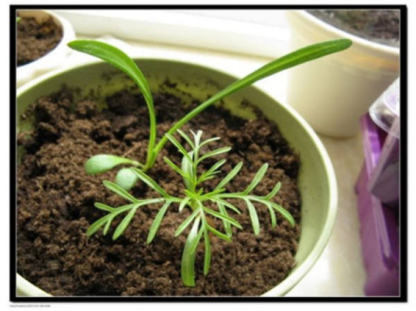 How to plant cosmos seeds?