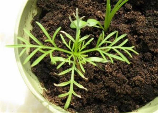 How to plant cosmos seeds?