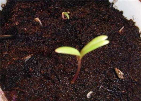How to plant cosmos seeds?