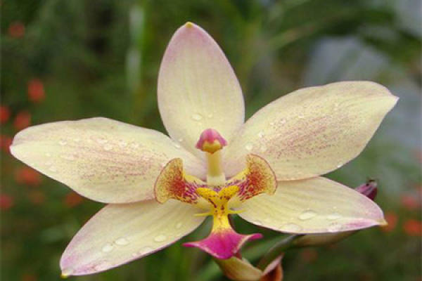 Breed method of bract tongue orchid