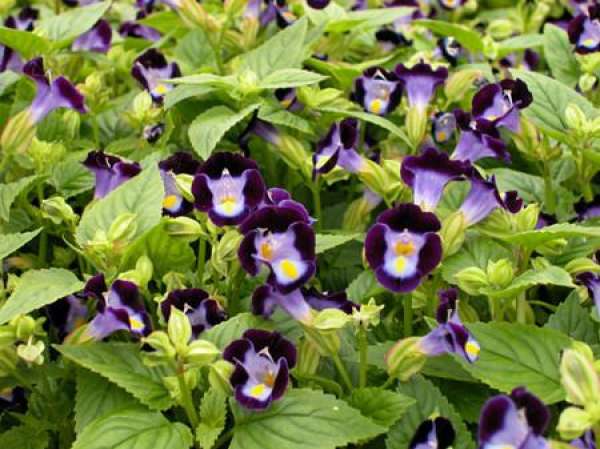 Method for culturing summer violet