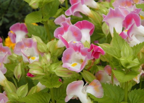 cultivation method of Corydalis