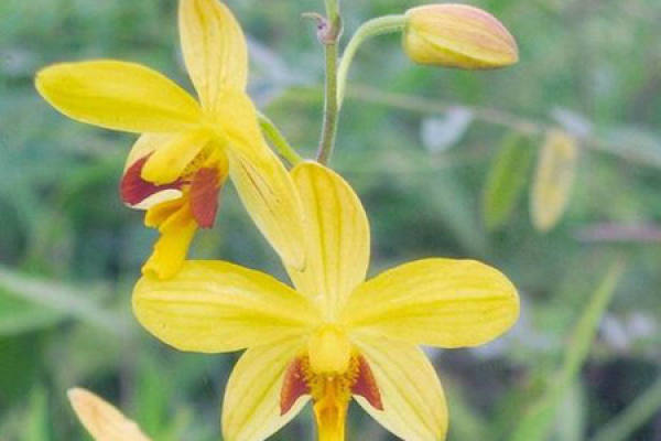 How to fertilize the tongue orchid