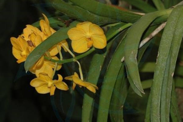 How to fertilize the tongue orchid
