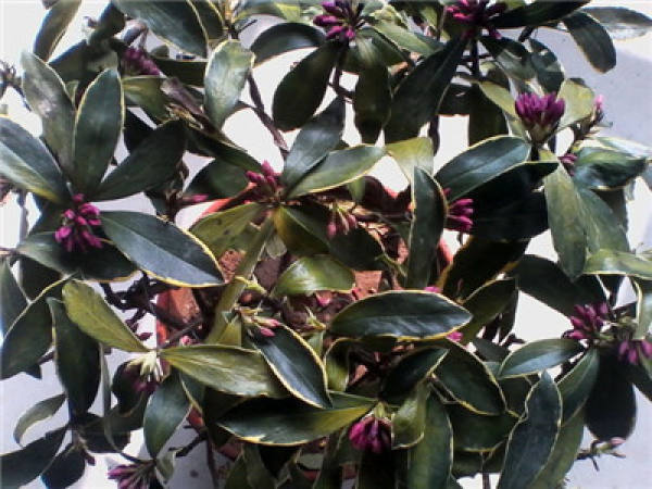 One reason for the yellowing of the leaves of Daphne odora var. marginata: the soil is alkaline.