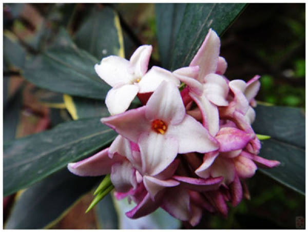 One reason for the yellowing of the leaves of Daphne odora var. marginata: the soil is alkaline.
