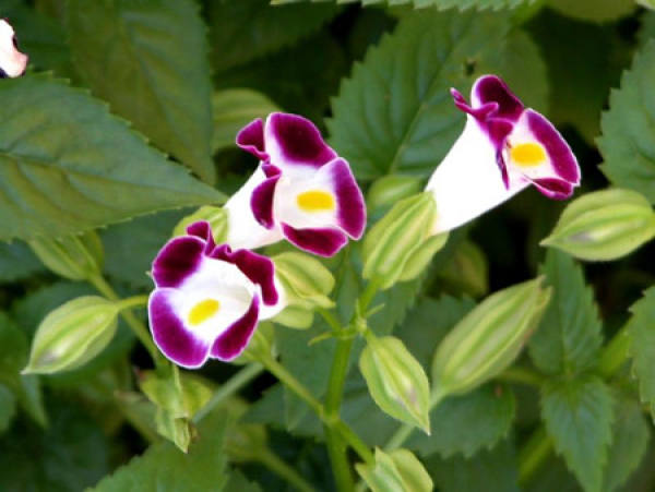 Flowering period of summer violet