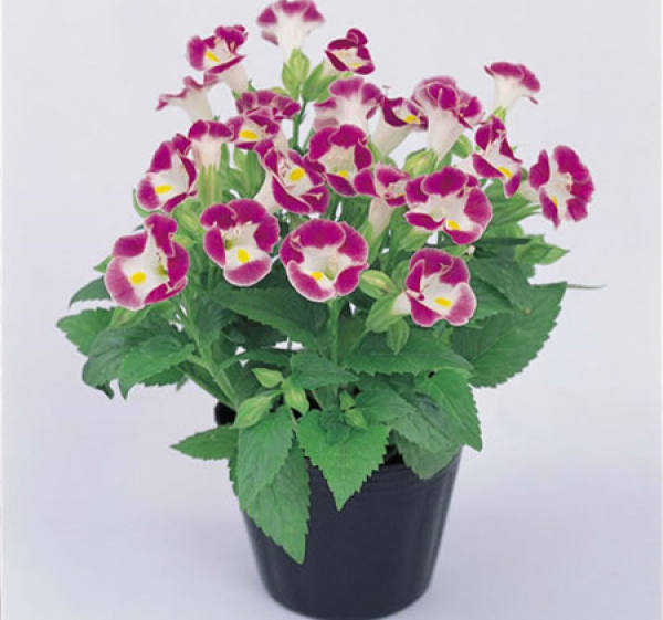Flowering period of summer violet