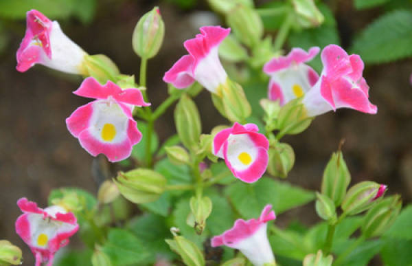 florescence of Corydalis