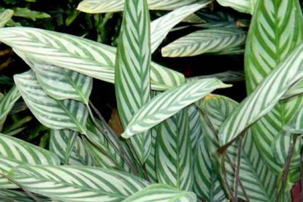 breeding method of double line taro