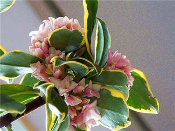 Soil requirements of Daphne odora var. marginata