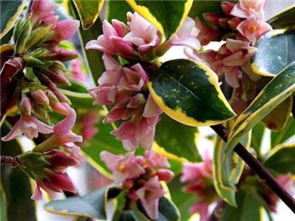 Soil requirements of Daphne odora var. marginata