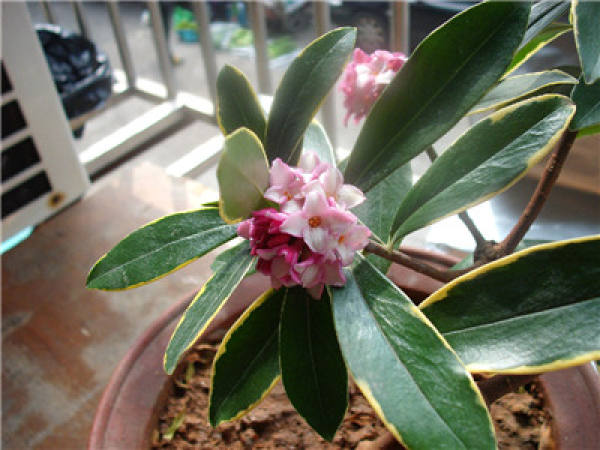 Soil requirements of Daphne odora var. marginata