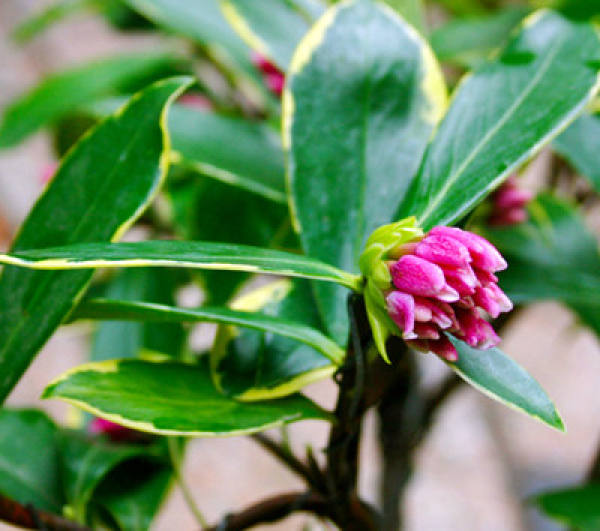 Soil requirements of Daphne odora var. marginata