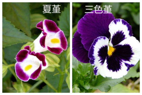 The Difference of Flower Shape between Summer Viola and Pansy