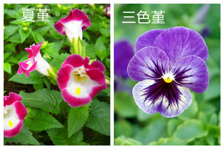 夏堇和三色堇的区别之花朵颜色