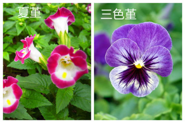 The Difference of Flower Shape between Summer Viola and Pansy