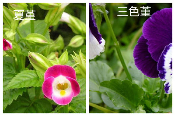 flower shape of the difference between corydalis and pansy