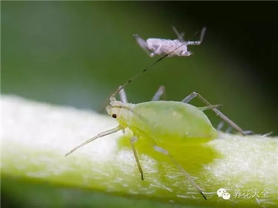 花儿长蚜虫怎么处理？