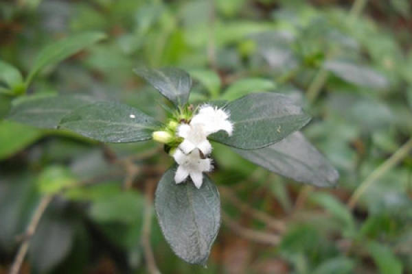 Cultivation method of June snow