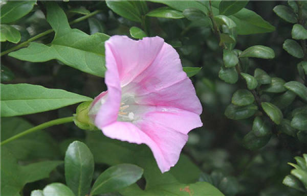 Da Wan Hua