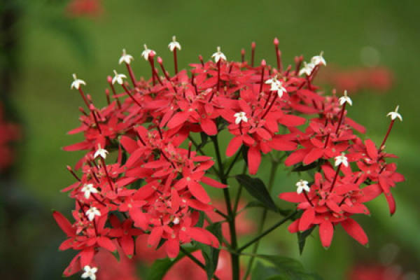 Method for culturing starflower
