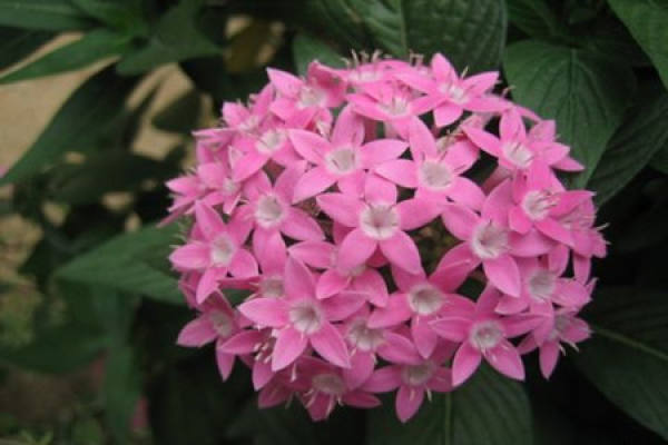 breeding method of star flower