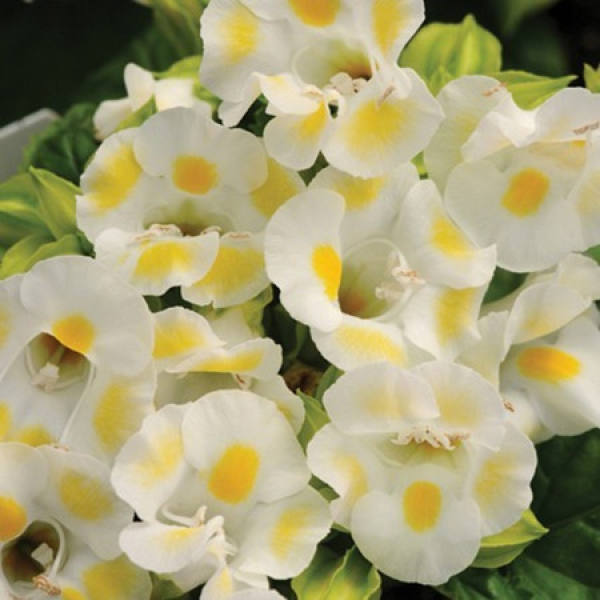 The Variety of Summer Viola — — Clown