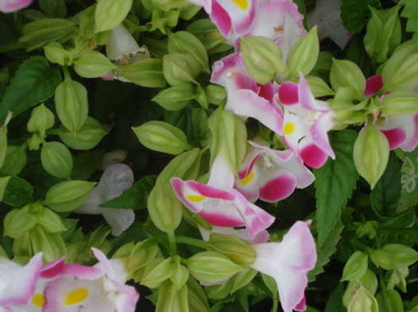 variety of Corydalis - Clown
