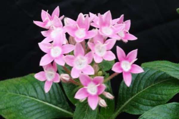 Xinxiang series of star flower varieties