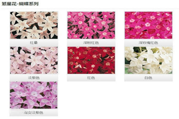 Xinxiang series of star flower varieties