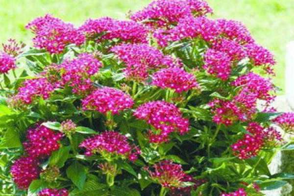 Xinxiang series of star flower varieties