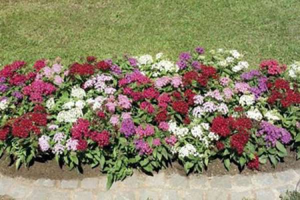 Xinxiang series of star flower varieties