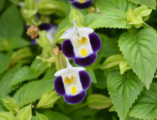 Spring Curing of Summer Violet