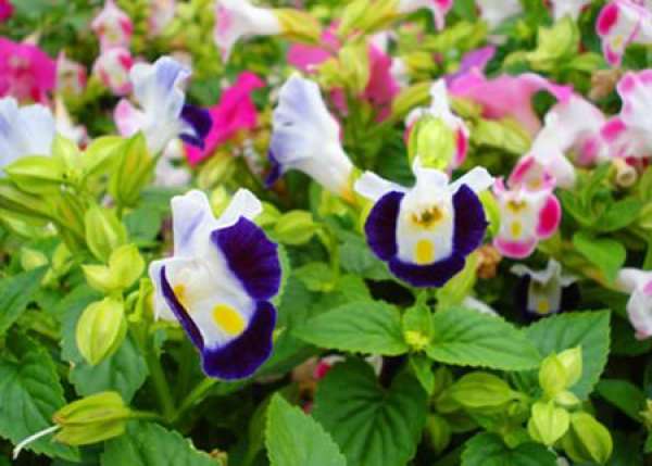 spring maintenance of Corydalis
