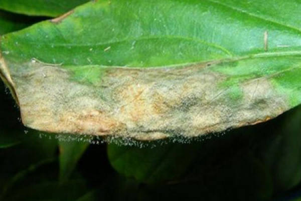 Botrytis cinerea of Starflower